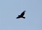 Common Raven (5)