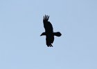 Common Raven (6)