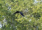 Common Raven (7)