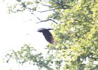 Common Raven (9)