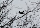 Common Raven