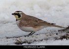 052 - 648 Horned Lark