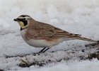 101Horned Lark