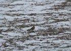 Horned Lark (26)