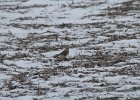 Horned Lark (27)