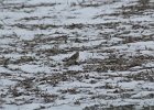 Horned Lark (28)
