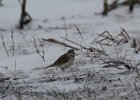 Horned Lark (31)