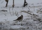 Horned Lark (33)