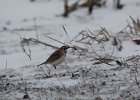 Horned Lark (35)