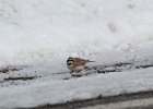 Horned Lark (37)