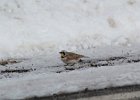 Horned Lark (38)