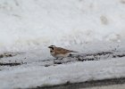 Horned Lark (39)