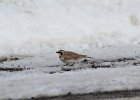 Horned Lark (40)