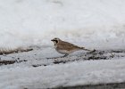 Horned Lark (41)