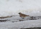 Horned Lark (43)