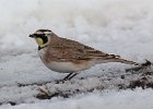 Horned Lark (44)