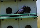 101Purple Martin