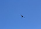 Purple Martin (1)
