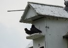 Purple Martin (10)