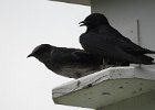 Purple Martin (11)