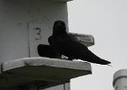 Purple Martin (12)