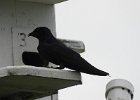 Purple Martin (13)