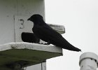 Purple Martin (14)