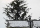 Purple Martin (15)