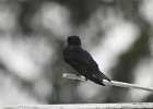 Purple Martin (16)