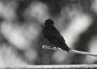 Purple Martin (17)