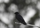 Purple Martin (18)