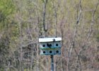 Purple Martin (2)