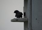 Purple Martin (20)