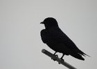 Purple Martin (21)