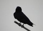 Purple Martin (22)