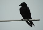 Purple Martin (23)