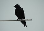 Purple Martin (24)