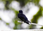 Purple Martin (25)