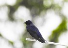 Purple Martin (26)