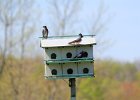 Purple Martin (3)