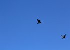 Purple Martin (4)