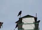 Purple Martin (5)