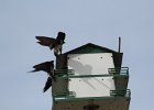 Purple Martin (6)
