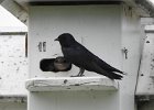Purple Martin (8)