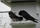 Purple Martin (9)
