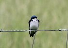 101Tree Swallow