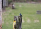 Tree Swallow (1)