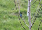 Tree Swallow (10)