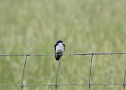 Tree Swallow (11)