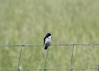 Tree Swallow (12)